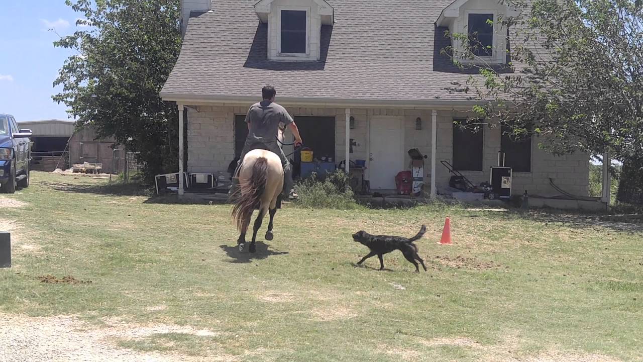 1st time Paso Fino ride...look at the grin