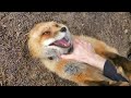 Hehehes from finnegan fox