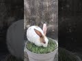 bunny eating grass 🥕🥕🐇🐇
