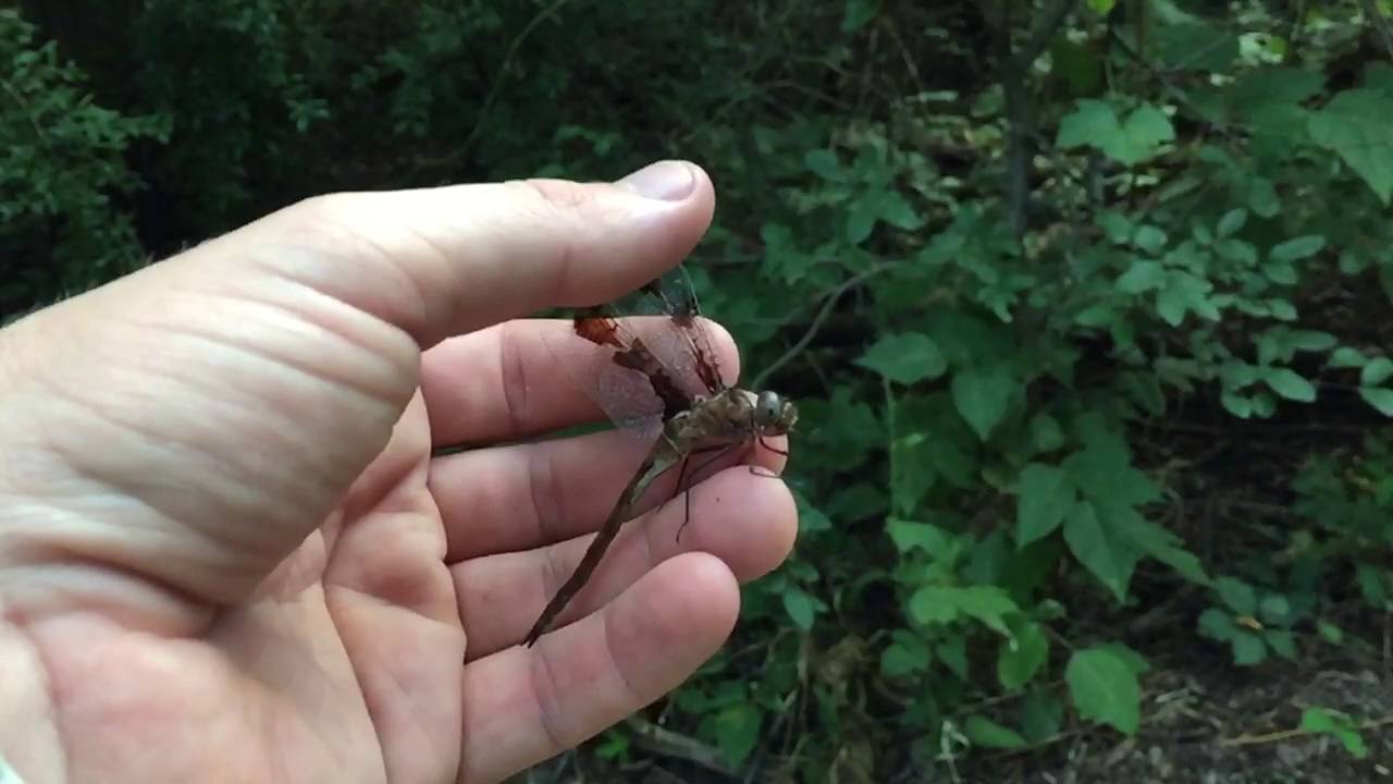 Epitheca princeps - female - slow motion release