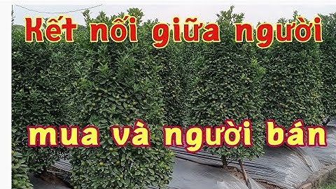 quất tết quất lùm tháp xanh quả to quất tết 2022 xin liên hệ với chú đồng hường sđt:0979268938