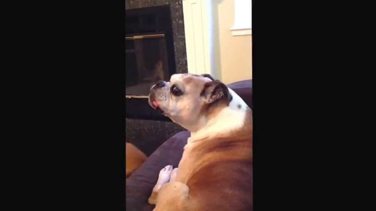 Lars our talking boxer dog YouTube