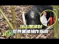 散养黑猪能赚多份财？饲养成本不变，价格翻倍！！猪肉卖高价，猪粪做肥料！|「共富经」20240226