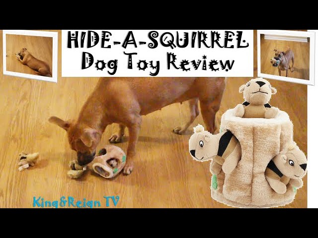 Unboxing Hide A Squirrel Toy Review W