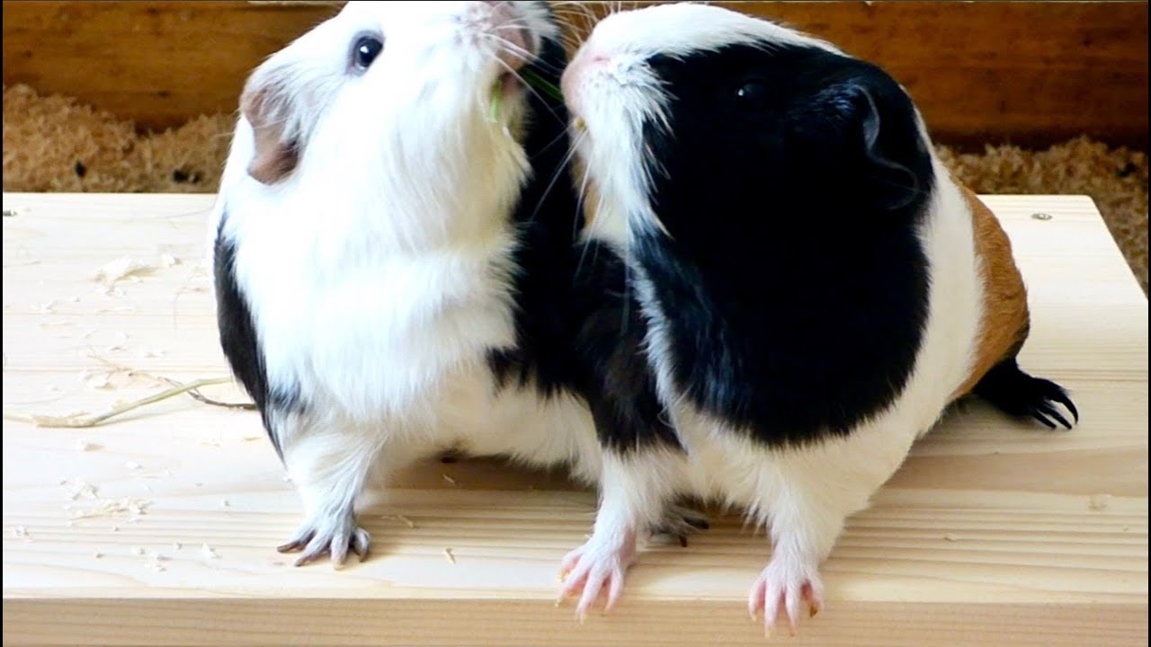 male guinea pigs fighting