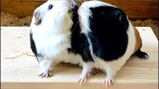 6 Tips to Stop Your Guinea Pigs from Fighting