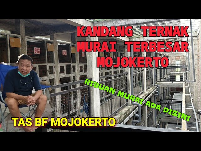 KANDANG TERNAK/PENANGKARAN MURAI TERBESAR DI MOJOKERTO || TAS BF MJK KANDANG SERASA HOTEL BINTANG 5 class=