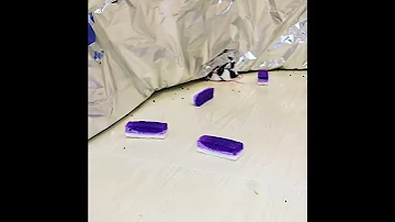 Реакция мышей на мяту