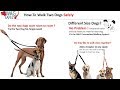 Best Two Dog Leash - Dog Leash, Walk Two Dogs With Same Leash Best Two Dog Leash - Dog Leash, Walk Two Dogs With Same Leash