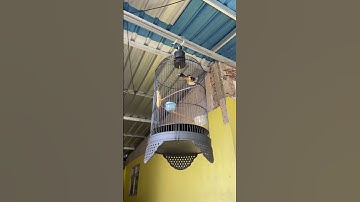 burung ini meski banyak liar disini tapi gak punya lagu alami #burung #kicaumania #qinarabanyuwangi