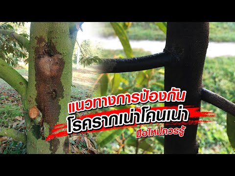 วีดีโอ: คุณควบคุม Phytophthora ได้อย่างไร?