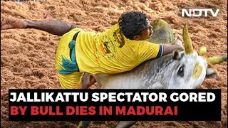 1 Dead, 80 Injured As Jallikattu Contests Begin In Tamil Nadu's Madurai screenshot 4