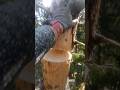 Арбористика. Удаление сухой ели🌲 #treesurgeon #арбористика #удалитьдерево #arborist