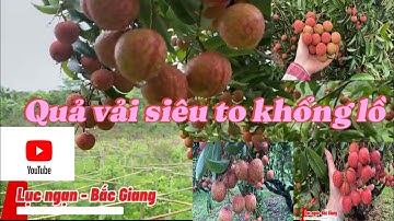 Thăm quan vườn vải tươi ngon tại Lục Ngạn - Bắc Giang - 2025