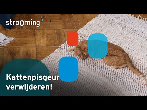 Video: Hoe zich te ontdoen van kattenurine geur