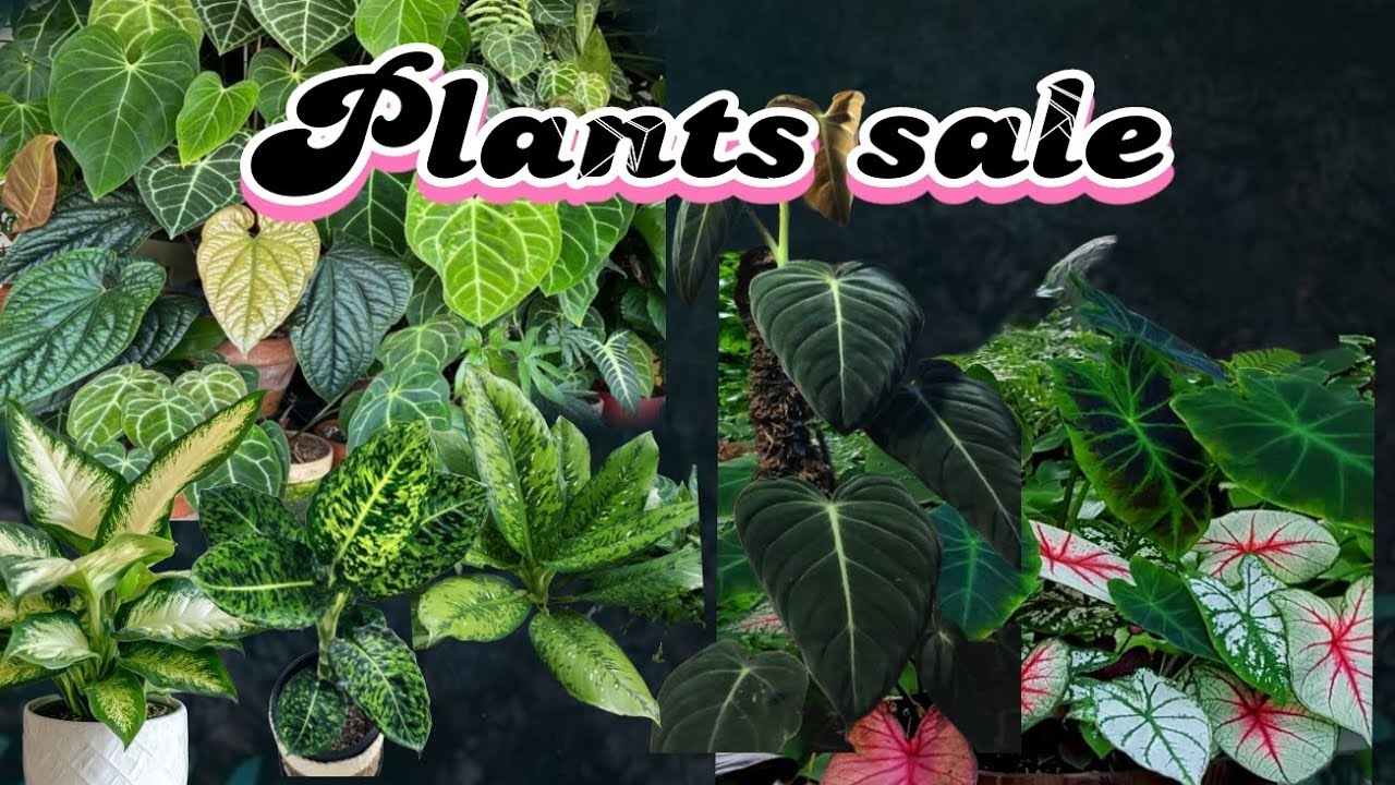 🔥Anthurium magnificum,Caledium, philodendron plants variety sale🔥🔥