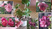 Elen S Adenium pluS