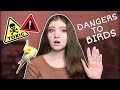 10 Common Household Dangers Deadly to Parrots | This Can Save Your Bird’s Life!
