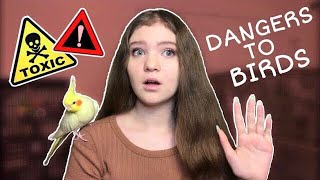 10 Common Household Dangers Deadly to Parrots! **This Can Save Your Bird’s Life!**