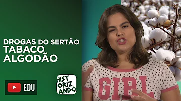 Quais eram as atividades complementares a economia açucareira?