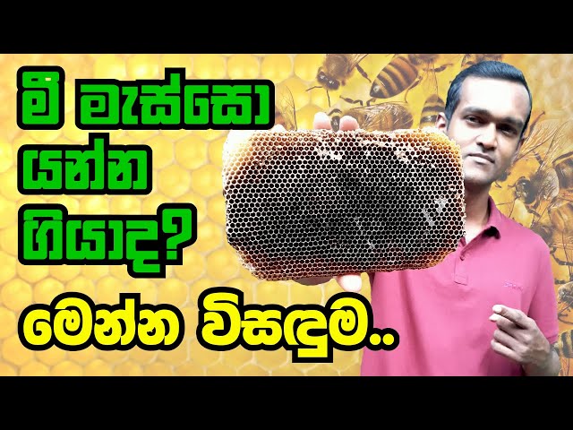 අහේනි කාලයේදී අමතර පැරණි හිස් වූ වද ඉවත් කරමු | Removing old empty combs in rainy season