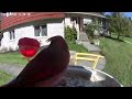 Daily Birdwatching - Netvue Birdfy Birdfeeder Cam - October 3, 2023