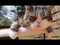 きのこが気に入ったねこ。-Maru loves mushrooms.-