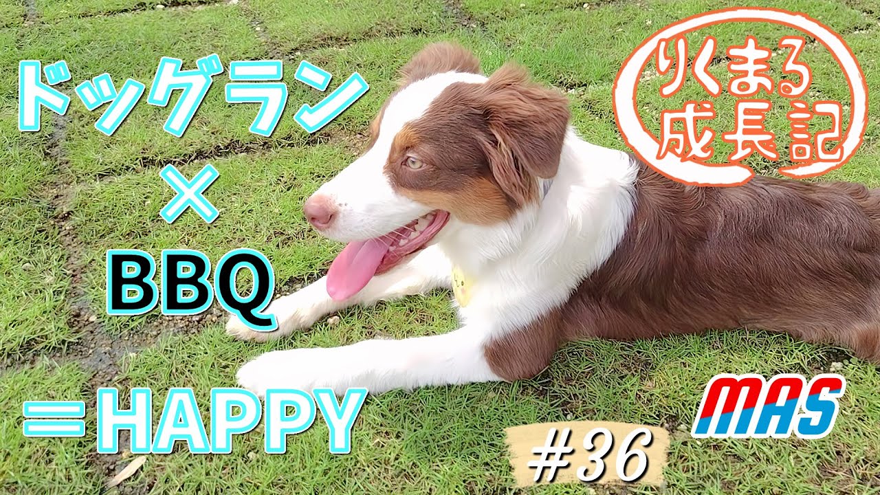 【長久手テント村で遊ぼう】 BBQ & ドッグランは最強の遊びだ！ りくまる成長記  #36  #ミニチュアアメリカンシェパード #MAS Miniature American Shepherd
