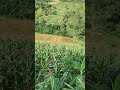 cerah piasan nggak pake banget #perkebunan #shortvideo