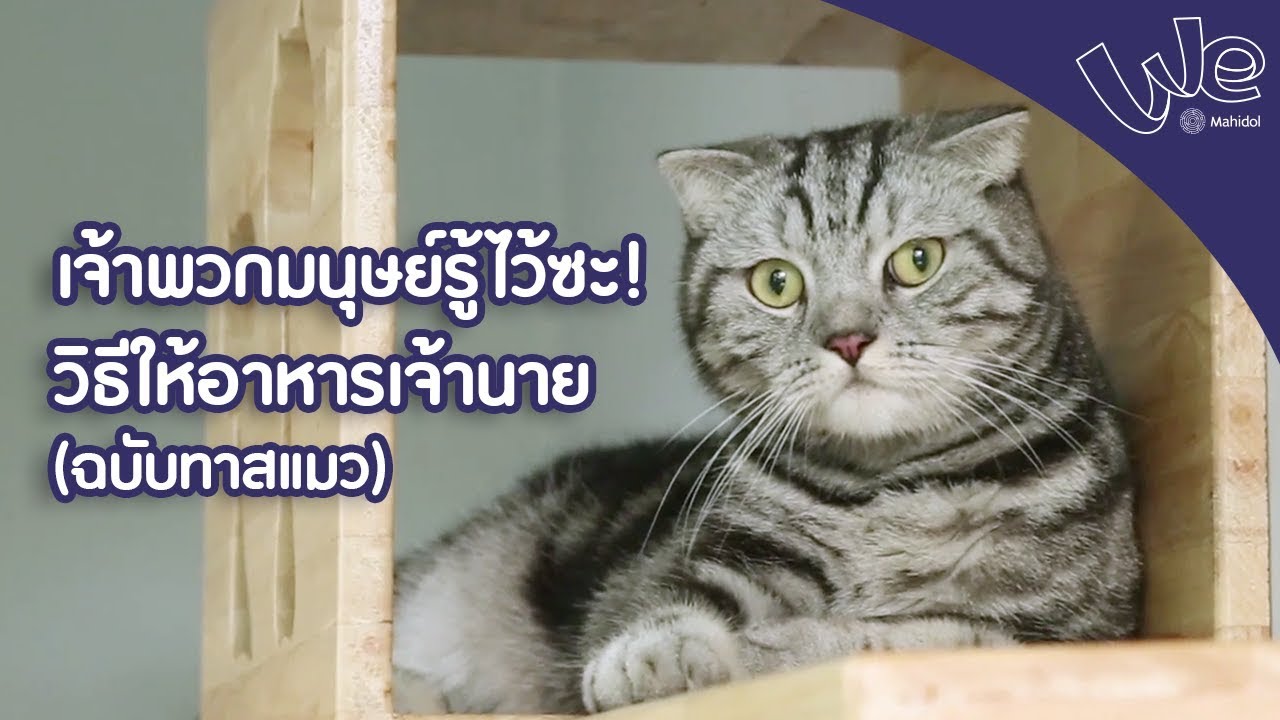 วิธีการให้อาหารแมว ฉบับทาสแมว : We Mahidol | การ ให้ อาหาร ลูก แมวเนื้อหาที่เกี่ยวข้องล่าสุดทั้งหมด