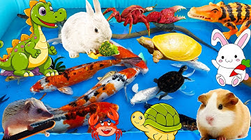Đi Tìm Các Con Cá Nhiều Màu Sắc Gặp Chú Cá Sấu Bắt Chuột, Cua Đồng, Cá Koi, Rùa, Lươn, Nhím, Thỏ