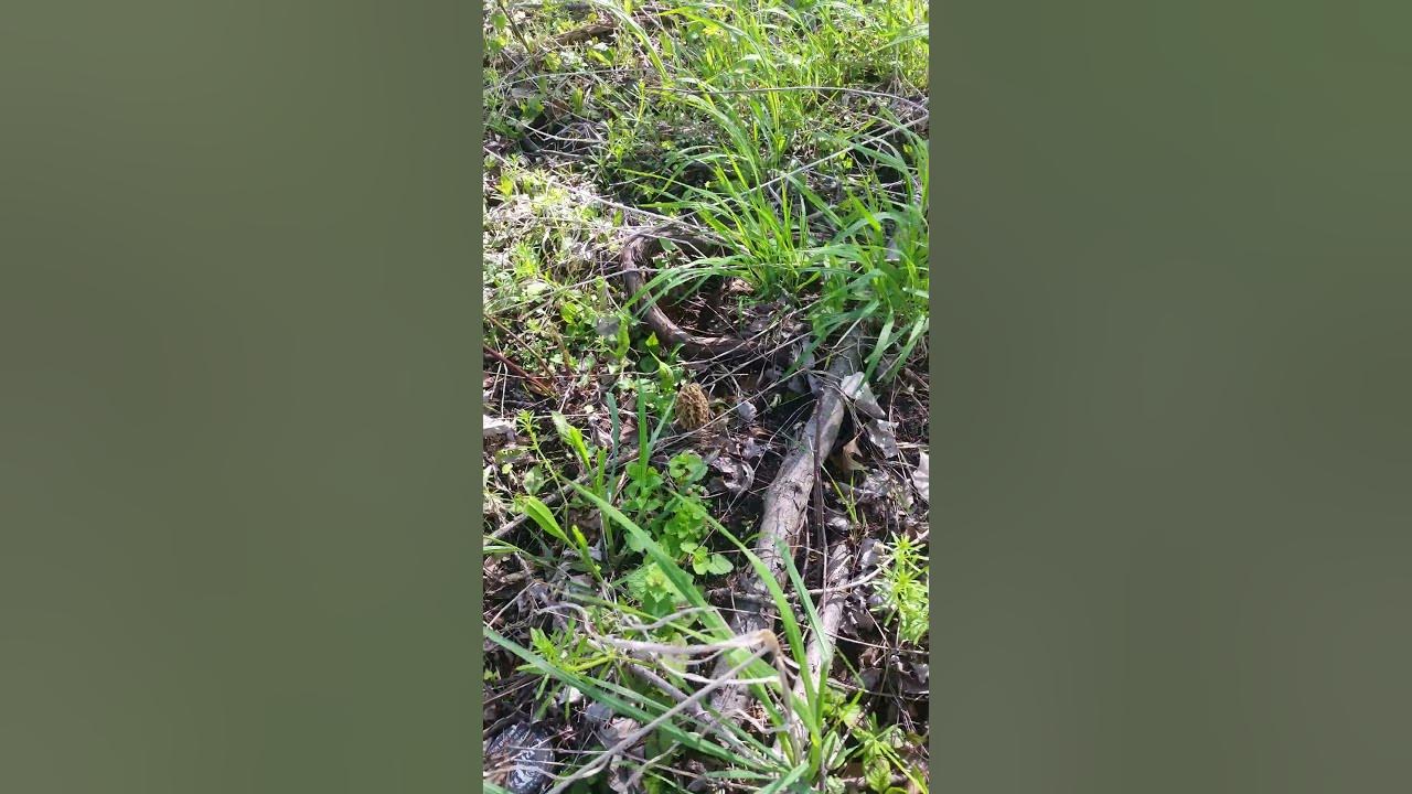 Indiana Morels 2023 mushroom shorts YouTube