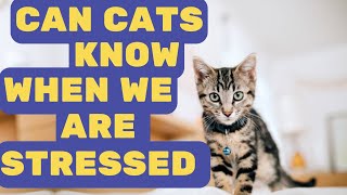 Can Cats Tell When We’re Stressed? by Pet in the Net 204 views 8 months ago 3 minutes, 57 seconds