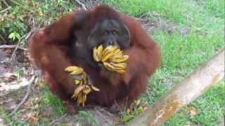 TOM - King of the Jungle at Tanjung Puting National Park, Eating Bananas.