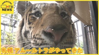 札幌の円山動物園にアムールトラがやってきた　「トート」は若く、好奇心にあふれる