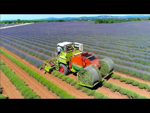 Lavender harvest in