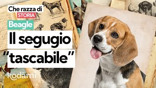 Cosa devi sapere sul Beagle: caratteristiche e storia della razza che ha ispirato Snoopy