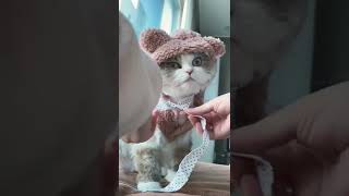 dress the cat for a walk