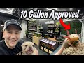 Biggest 10-Gallon Tank Mistakes Everyone Makes (And How to Fix Them)