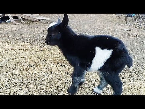 В мире стало больше КОЗЛОВ.. В мире стало больше КОЗЛОВ..