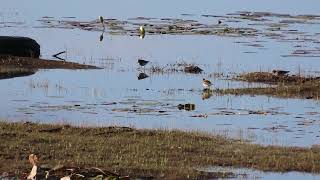 Flock of birds along the shoreline