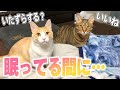 飼い主が寝てる時の猫たちの様子を隠し撮りしたらまさかの行動が…！？