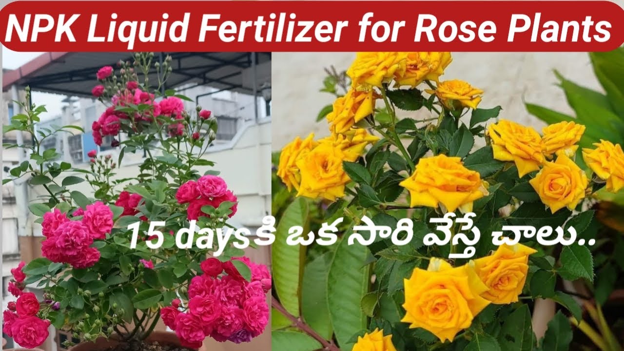 రూపాయి ఖర్చులేని Organic NPK Fertilizer for Rose Plants/Free of Cost