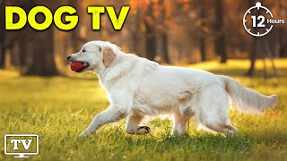 Dog Music& Dog TV: Video Best Fun Entertainment for Stress Dog! Separation Anxiety Music to Calm Dog