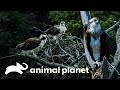Águilas durante la primavera | La vida en Yellowstone | Animal Planet