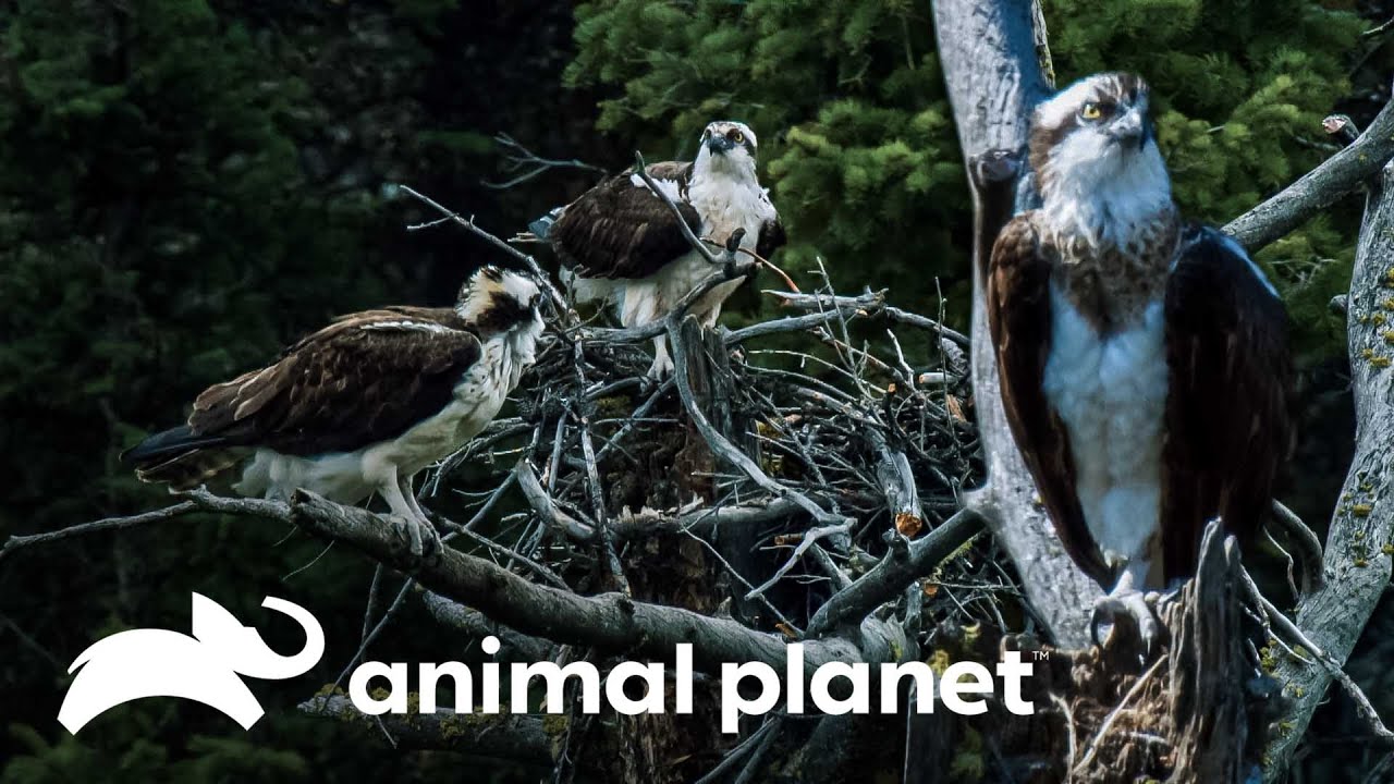Águilas durante la primavera | La vida en Yellowstone | Animal Planet -  YouTube