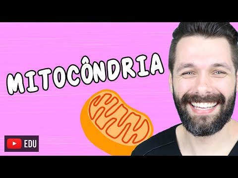 Vídeo: Por que é a membrana interna da mitocôndria?