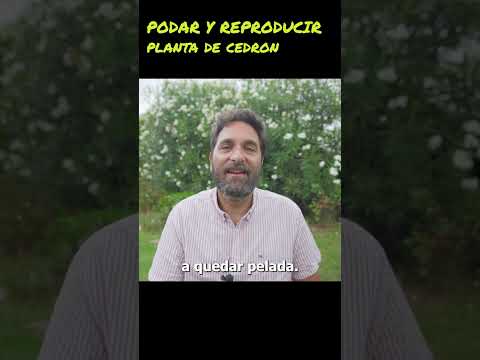 Vídeo: Cura dels arbustos de plàtan: cultiu i poda d'arbustos de plàtan de Michelia