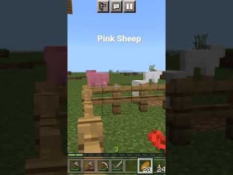 I Saw Rarest The Pink Sheep