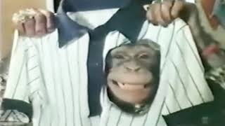 PG TIPS MONKEY ADVERT | Ironing Monkey | UK TV COMMERCIAL